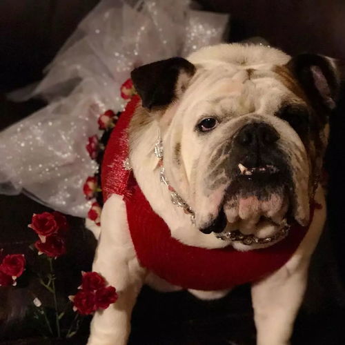 當法斗和英斗都穿上裙子,一個是公主 另一個是主公