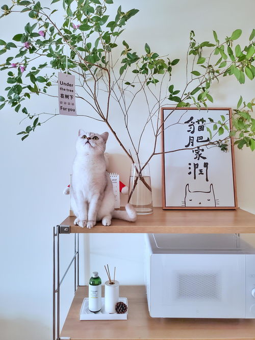 寵物用品如何收納？規劃整理師教你巧用寵物衣架