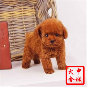 廠家直銷特價新款泰迪小狗實木衣柜衣架 多功能寵物家具的理想選擇